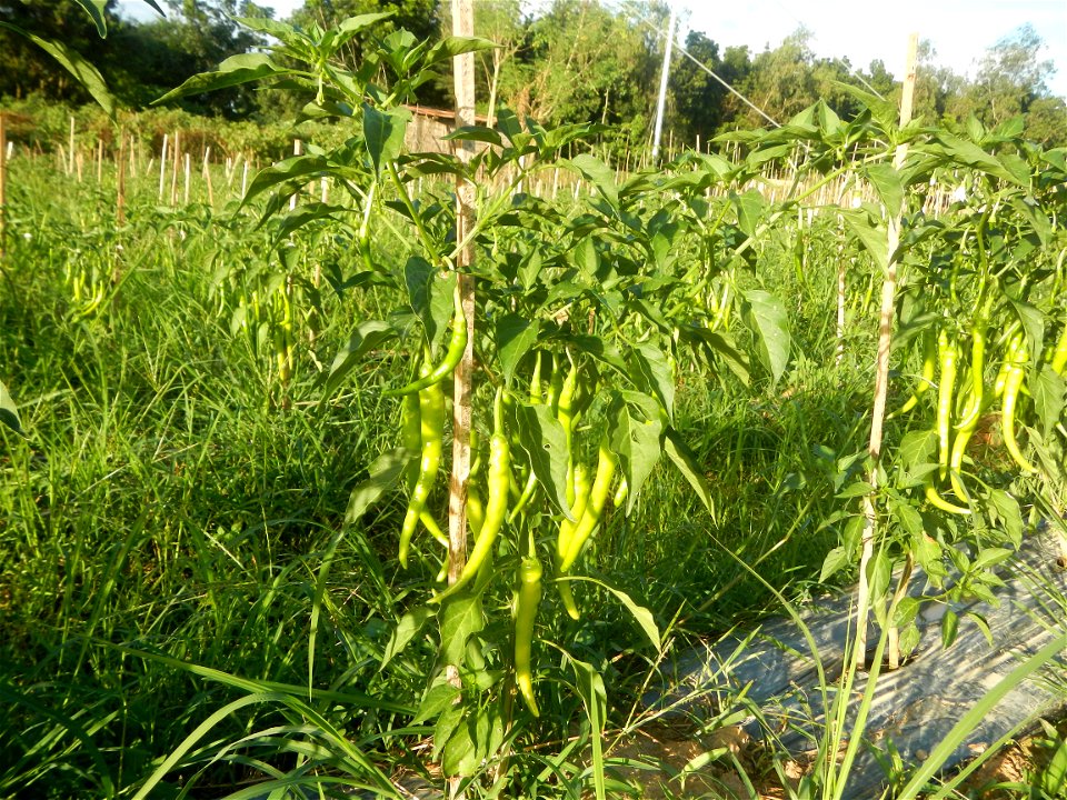 Paddy fields and vegetable (Capsicum annuum var. longum, Okra, Momordica charantia and Vigna unguiculata subsp. sesquipedalis) plantations in Upig - Bagong Barrio, San Ildefonso, Bulacan Barangays Upi