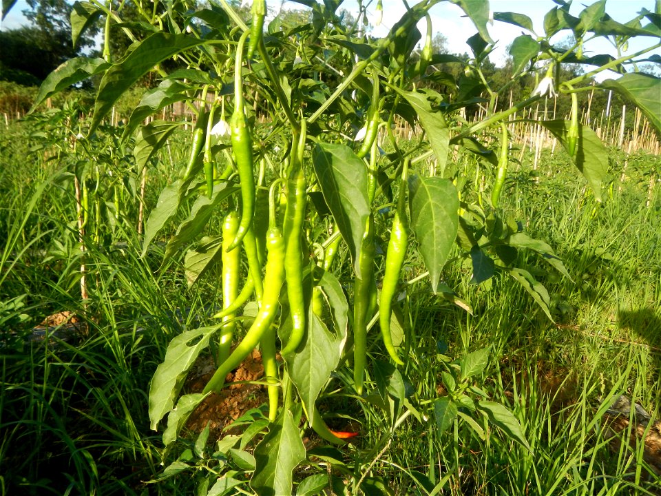 Paddy fields and vegetable (Capsicum annuum var. longum, Okra, Momordica charantia and Vigna unguiculata subsp. sesquipedalis) plantations in Upig - Bagong Barrio, San Ildefonso, Bulacan Barangays Upi