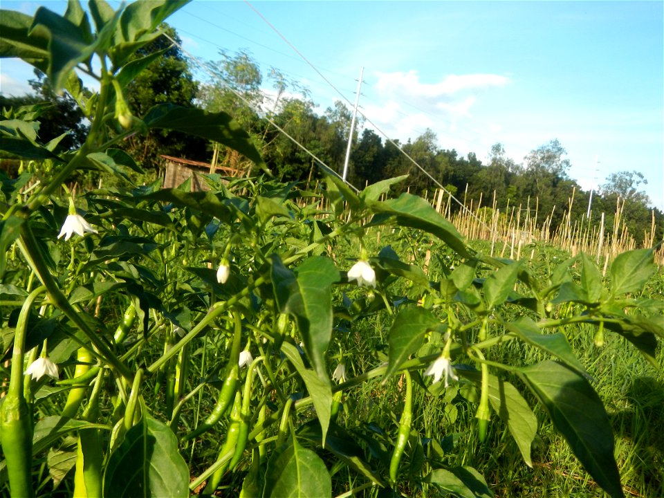 Paddy fields and vegetable (Capsicum annuum var. longum, Okra, Momordica charantia and Vigna unguiculata subsp. sesquipedalis) plantations in Upig - Bagong Barrio, San Ildefonso, Bulacan Barangays Upi