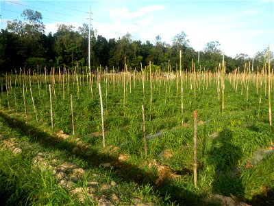 Paddy fields and vegetable (Capsicum annuum var. longum, Okra, Momordica charantia and Vigna unguiculata subsp. sesquipedalis) plantations in Upig - Bagong Barrio, San Ildefonso, Bulacan Barangays Upi