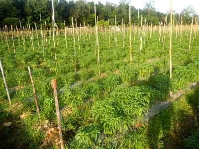 Paddy fields and vegetable (Capsicum annuum var. longum, Okra, Momordica charantia and Vigna unguiculata subsp. sesquipedalis) plantations in Upig - Bagong Barrio, San Ildefonso, Bulacan Barangays Upi