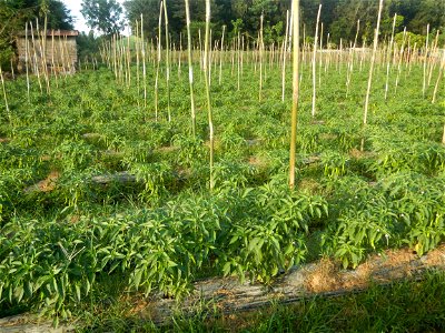 Paddy fields and vegetable (Capsicum annuum var. longum, Okra, Momordica charantia and Vigna unguiculata subsp. sesquipedalis) plantations in Upig - Bagong Barrio, San Ildefonso, Bulacan Barangays Upi
