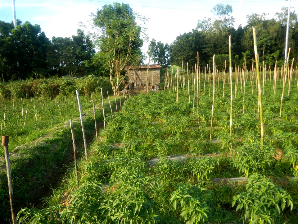 Paddy fields and vegetable (Capsicum annuum var. longum, Okra, Momordica charantia and Vigna unguiculata subsp. sesquipedalis) plantations in Upig - Bagong Barrio, San Ildefonso, Bulacan Barangays Upi