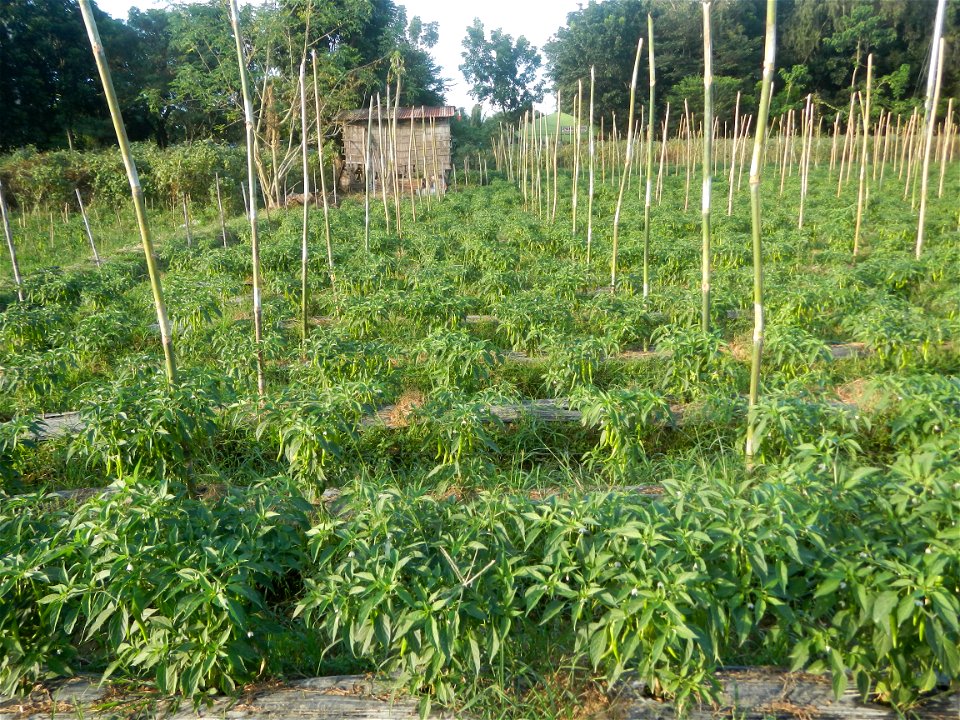 Paddy fields and vegetable (Capsicum annuum var. longum, Okra, Momordica charantia and Vigna unguiculata subsp. sesquipedalis) plantations in Upig - Bagong Barrio, San Ildefonso, Bulacan Barangays Upi