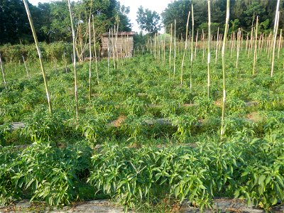 Paddy fields and vegetable (Capsicum annuum var. longum, Okra, Momordica charantia and Vigna unguiculata subsp. sesquipedalis) plantations in Upig - Bagong Barrio, San Ildefonso, Bulacan Barangays Upi