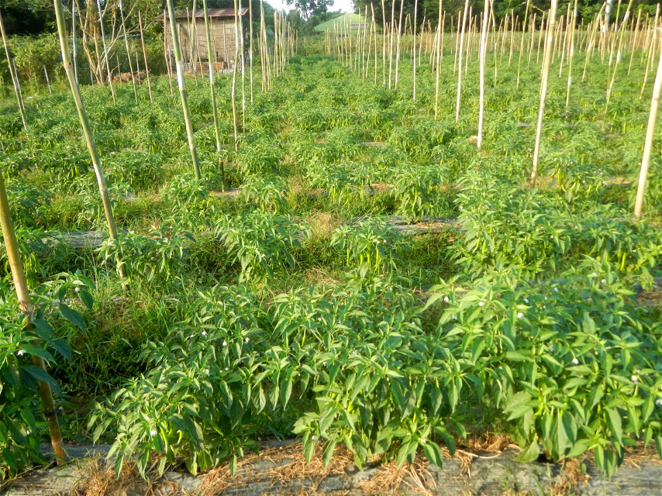 Paddy fields and vegetable (Capsicum annuum var. longum, Okra, Momordica charantia and Vigna unguiculata subsp. sesquipedalis) plantations in Upig - Bagong Barrio, San Ildefonso, Bulacan Barangays Upi
