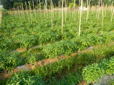 Paddy fields and vegetable (Capsicum annuum var. longum, Okra, Momordica charantia and Vigna unguiculata subsp. sesquipedalis) plantations in Upig - Bagong Barrio, San Ildefonso, Bulacan Barangays Upi
