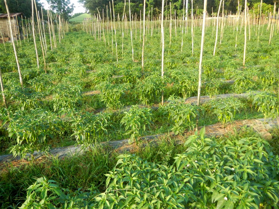 Paddy fields and vegetable (Capsicum annuum var. longum, Okra, Momordica charantia and Vigna unguiculata subsp. sesquipedalis) plantations in Upig - Bagong Barrio, San Ildefonso, Bulacan Barangays Upi