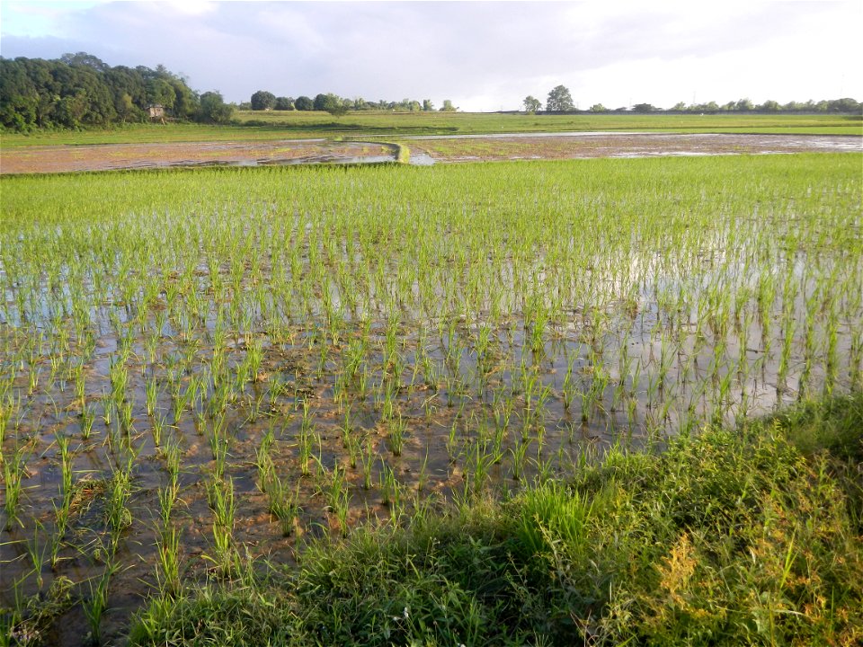 Paddy fields and vegetable (Capsicum annuum var. longum, Okra, Momordica charantia and Vigna unguiculata subsp. sesquipedalis) plantations in Upig - Bagong Barrio, San Ildefonso, Bulacan Barangays Upi
