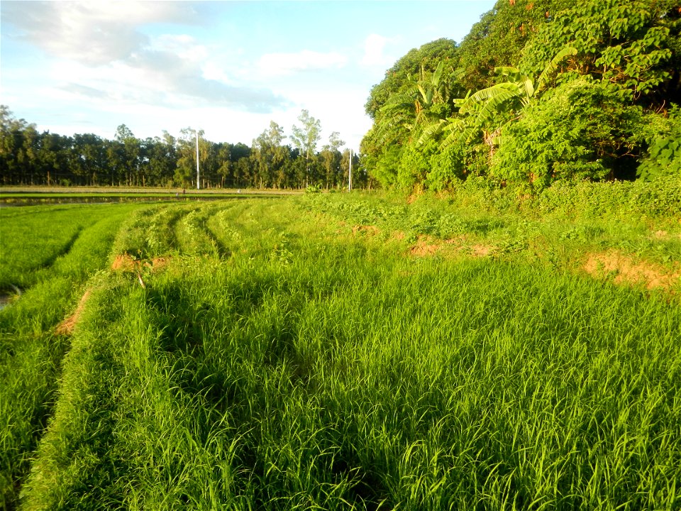 Paddy fields and vegetable (Capsicum annuum var. longum, Okra, Momordica charantia and Vigna unguiculata subsp. sesquipedalis) plantations in Upig - Bagong Barrio, San Ildefonso, Bulacan Barangays Upi