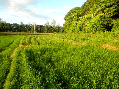 Paddy fields and vegetable (Capsicum annuum var. longum, Okra, Momordica charantia and Vigna unguiculata subsp. sesquipedalis) plantations in Upig - Bagong Barrio, San Ildefonso, Bulacan Barangays Upi