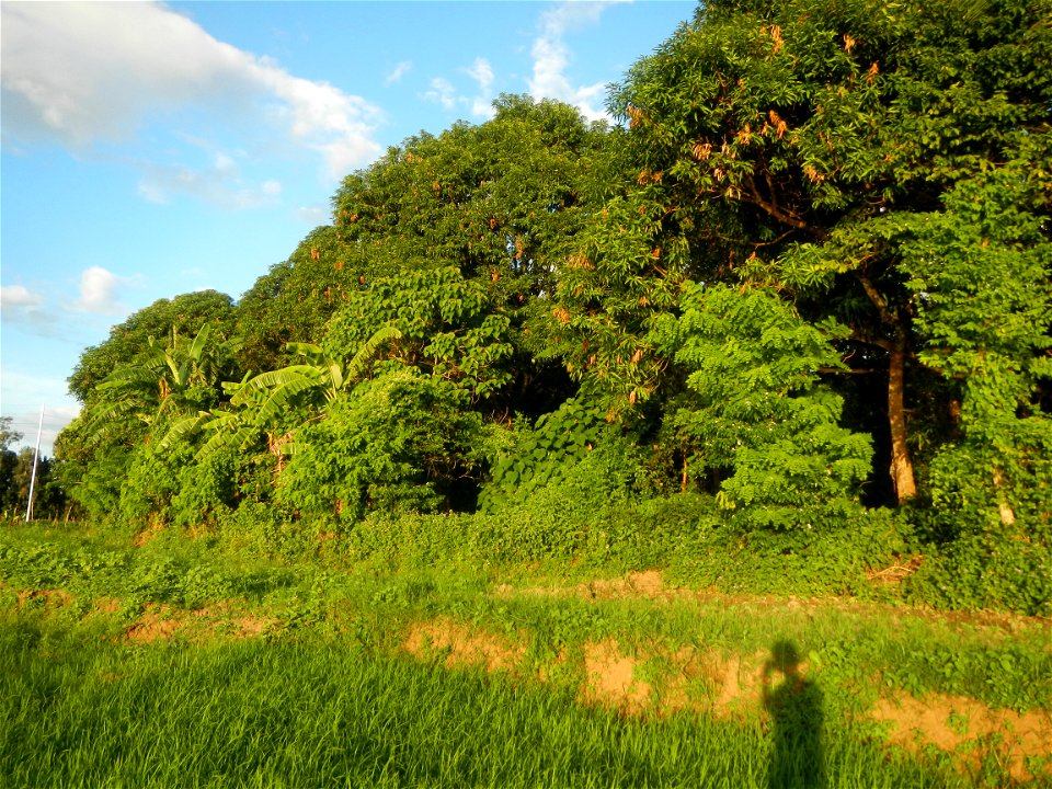 Paddy fields and vegetable (Capsicum annuum var. longum, Okra, Momordica charantia and Vigna unguiculata subsp. sesquipedalis) plantations in Upig - Bagong Barrio, San Ildefonso, Bulacan Barangays Upi