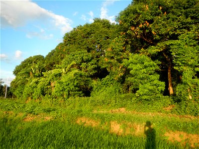 Paddy fields and vegetable (Capsicum annuum var. longum, Okra, Momordica charantia and Vigna unguiculata subsp. sesquipedalis) plantations in Upig - Bagong Barrio, San Ildefonso, Bulacan Barangays Upi