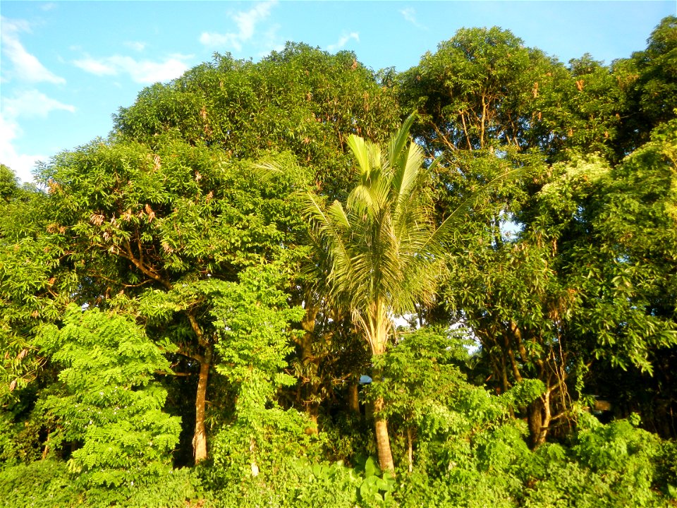 Paddy fields and vegetable (Capsicum annuum var. longum, Okra, Momordica charantia and Vigna unguiculata subsp. sesquipedalis) plantations in Upig - Bagong Barrio, San Ildefonso, Bulacan Barangays Upi