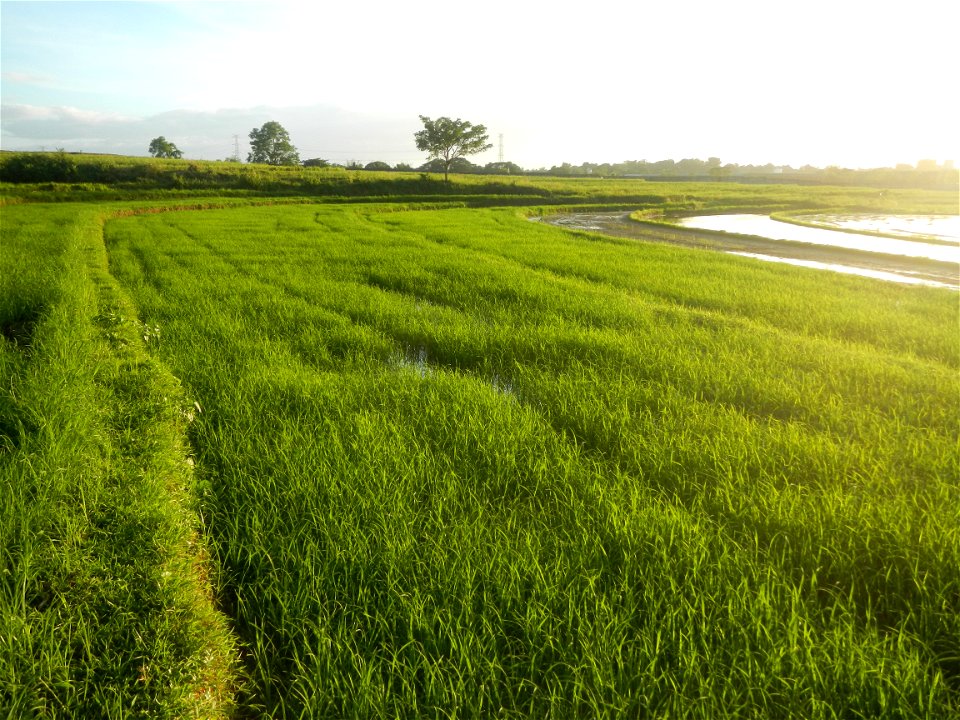 Paddy fields and vegetable (Capsicum annuum var. longum, Okra, Momordica charantia and Vigna unguiculata subsp. sesquipedalis) plantations in Upig - Bagong Barrio, San Ildefonso, Bulacan Barangays Upi