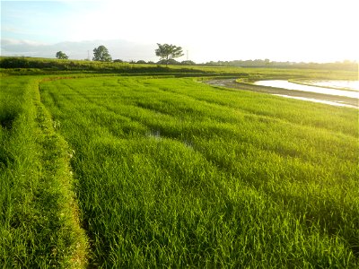 Paddy fields and vegetable (Capsicum annuum var. longum, Okra, Momordica charantia and Vigna unguiculata subsp. sesquipedalis) plantations in Upig - Bagong Barrio, San Ildefonso, Bulacan Barangays Upi