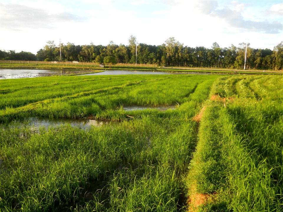 Paddy fields and vegetable (Capsicum annuum var. longum, Okra, Momordica charantia and Vigna unguiculata subsp. sesquipedalis) plantations in Upig - Bagong Barrio, San Ildefonso, Bulacan Barangays Upi