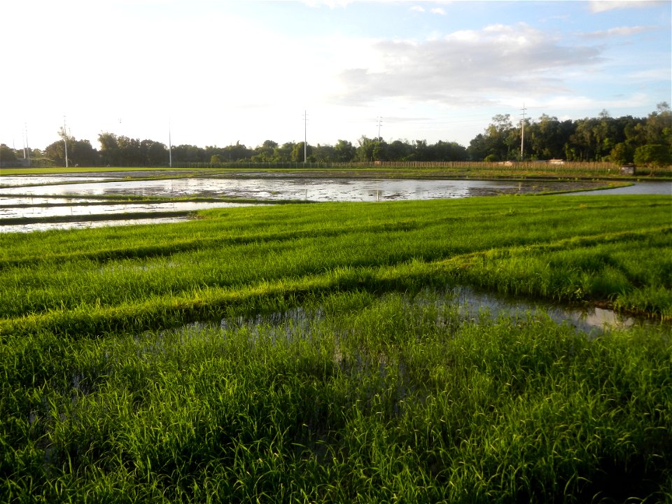 Paddy fields and vegetable (Capsicum annuum var. longum, Okra, Momordica charantia and Vigna unguiculata subsp. sesquipedalis) plantations in Upig - Bagong Barrio, San Ildefonso, Bulacan Barangays Upi