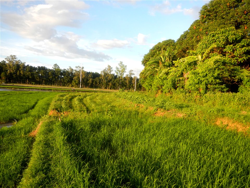 Paddy fields and vegetable (Capsicum annuum var. longum, Okra, Momordica charantia and Vigna unguiculata subsp. sesquipedalis) plantations in Upig - Bagong Barrio, San Ildefonso, Bulacan Barangays Upi