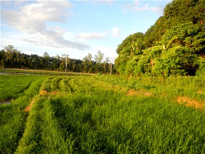 Paddy fields and vegetable (Capsicum annuum var. longum, Okra, Momordica charantia and Vigna unguiculata subsp. sesquipedalis) plantations in Upig - Bagong Barrio, San Ildefonso, Bulacan Barangays Upi