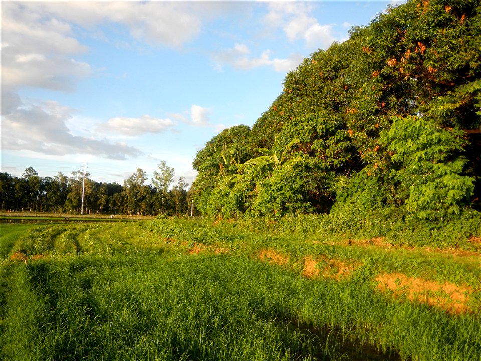 Paddy fields and vegetable (Capsicum annuum var. longum, Okra, Momordica charantia and Vigna unguiculata subsp. sesquipedalis) plantations in Upig - Bagong Barrio, San Ildefonso, Bulacan Barangays Upi