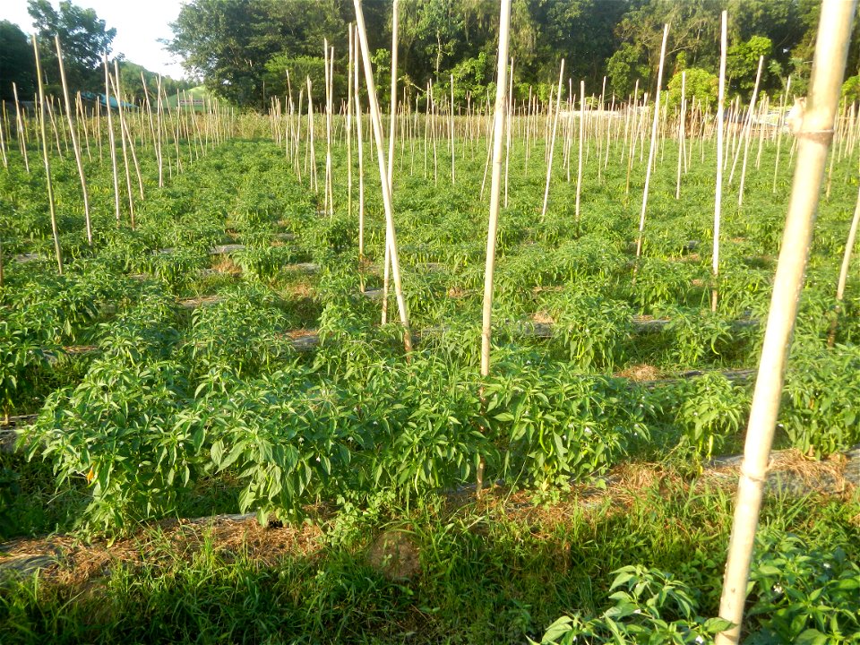 Paddy fields and vegetable (Capsicum annuum var. longum, Okra, Momordica charantia and Vigna unguiculata subsp. sesquipedalis) plantations in Upig - Bagong Barrio, San Ildefonso, Bulacan Barangays Upi