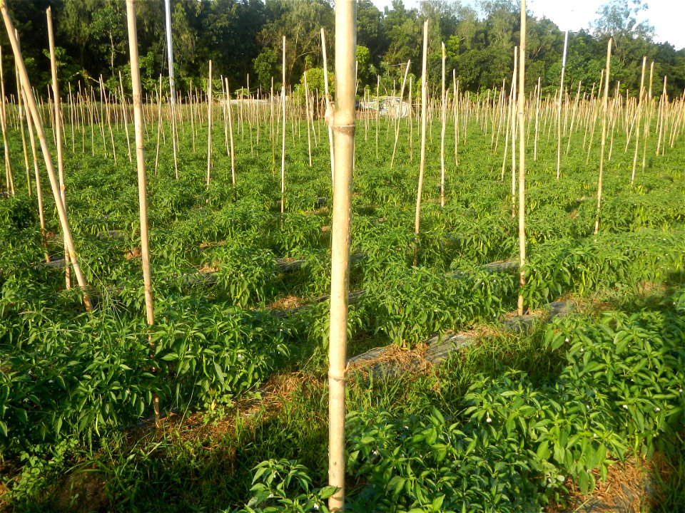 Paddy fields and vegetable (Capsicum annuum var. longum, Okra, Momordica charantia and Vigna unguiculata subsp. sesquipedalis) plantations in Upig - Bagong Barrio, San Ildefonso, Bulacan Barangays Upi