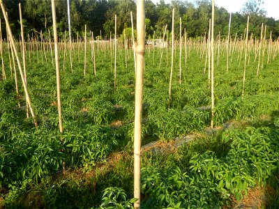 Paddy fields and vegetable (Capsicum annuum var. longum, Okra, Momordica charantia and Vigna unguiculata subsp. sesquipedalis) plantations in Upig - Bagong Barrio, San Ildefonso, Bulacan Barangays Upi