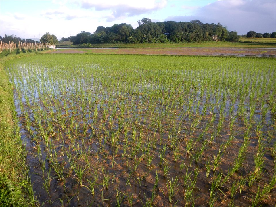 Paddy fields and vegetable (Capsicum annuum var. longum, Okra, Momordica charantia and Vigna unguiculata subsp. sesquipedalis) plantations in Upig - Bagong Barrio, San Ildefonso, Bulacan Barangays Upi