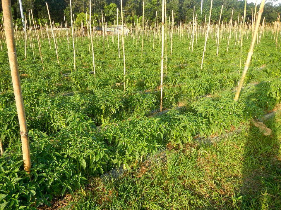 Paddy fields and vegetable (Capsicum annuum var. longum, Okra, Momordica charantia and Vigna unguiculata subsp. sesquipedalis) plantations in Upig - Bagong Barrio, San Ildefonso, Bulacan Barangays Upi
