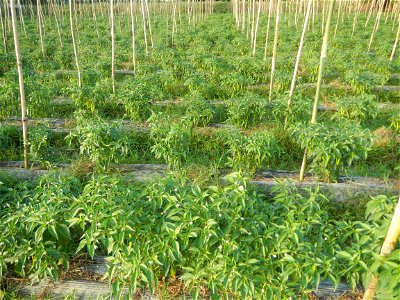Paddy fields and vegetable (Capsicum annuum var. longum, Okra, Momordica charantia and Vigna unguiculata subsp. sesquipedalis) plantations in Upig - Bagong Barrio, San Ildefonso, Bulacan Barangays Upi