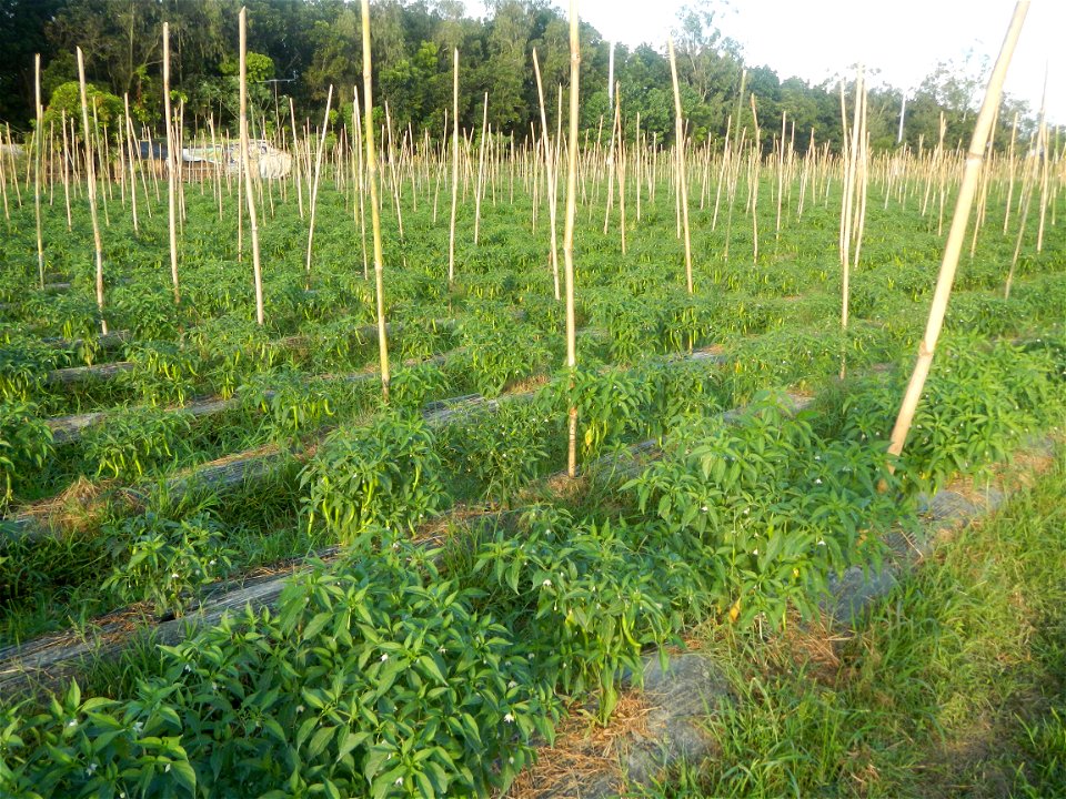 Paddy fields and vegetable (Capsicum annuum var. longum, Okra, Momordica charantia and Vigna unguiculata subsp. sesquipedalis) plantations in Upig - Bagong Barrio, San Ildefonso, Bulacan Barangays Upi