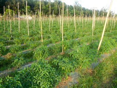 Paddy fields and vegetable (Capsicum annuum var. longum, Okra, Momordica charantia and Vigna unguiculata subsp. sesquipedalis) plantations in Upig - Bagong Barrio, San Ildefonso, Bulacan Barangays Upi
