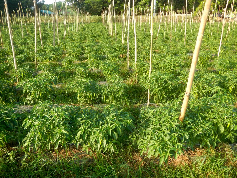 Paddy fields and vegetable (Capsicum annuum var. longum, Okra, Momordica charantia and Vigna unguiculata subsp. sesquipedalis) plantations in Upig - Bagong Barrio, San Ildefonso, Bulacan Barangays Upi