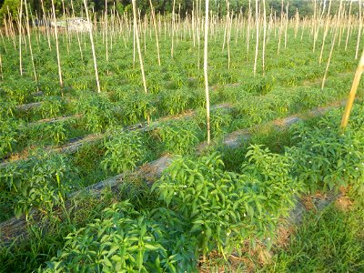 Paddy fields and vegetable (Capsicum annuum var. longum, Okra, Momordica charantia and Vigna unguiculata subsp. sesquipedalis) plantations in Upig - Bagong Barrio, San Ildefonso, Bulacan Barangays Upi