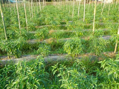 Paddy fields and vegetable (Capsicum annuum var. longum, Okra, Momordica charantia and Vigna unguiculata subsp. sesquipedalis) plantations in Upig - Bagong Barrio, San Ildefonso, Bulacan Barangays Upi