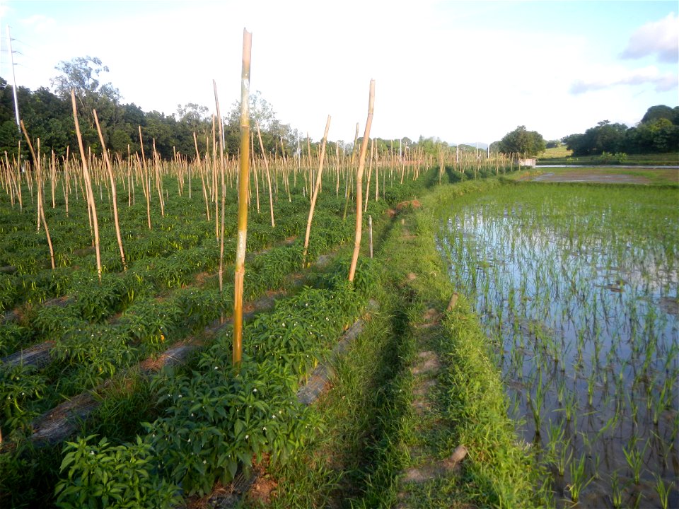 Paddy fields and vegetable (Capsicum annuum var. longum, Okra, Momordica charantia and Vigna unguiculata subsp. sesquipedalis) plantations in Upig - Bagong Barrio, San Ildefonso, Bulacan Barangays Upi