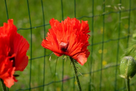 Mohngewaechs flower poppy flower