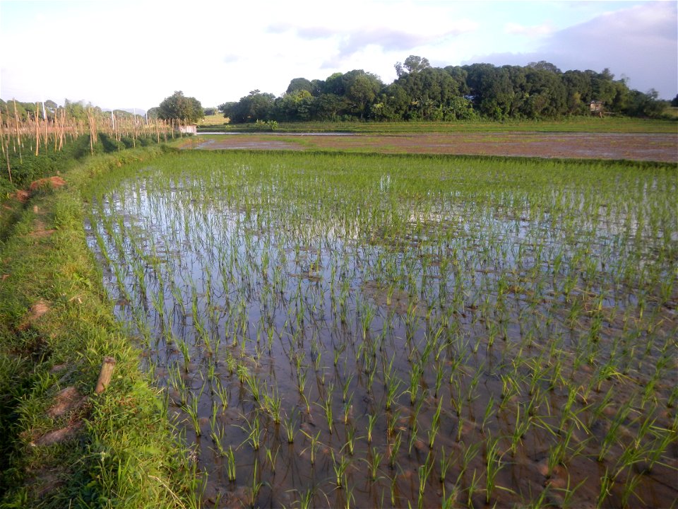 Paddy fields and vegetable (Capsicum annuum var. longum, Okra, Momordica charantia and Vigna unguiculata subsp. sesquipedalis) plantations in Upig - Bagong Barrio, San Ildefonso, Bulacan Barangays Upi