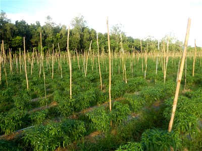Paddy fields and vegetable (Capsicum annuum var. longum, Okra, Momordica charantia and Vigna unguiculata subsp. sesquipedalis) plantations in Upig - Bagong Barrio, San Ildefonso, Bulacan Barangays Upi