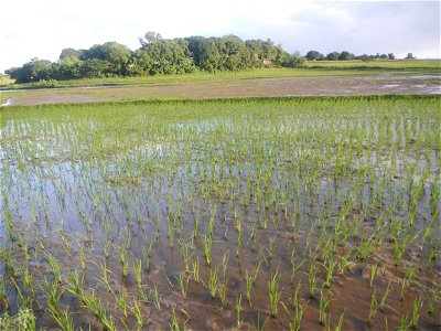 Paddy fields and vegetable (Capsicum annuum var. longum, Okra, Momordica charantia and Vigna unguiculata subsp. sesquipedalis) plantations in Upig - Bagong Barrio, San Ildefonso, Bulacan Barangays Upi