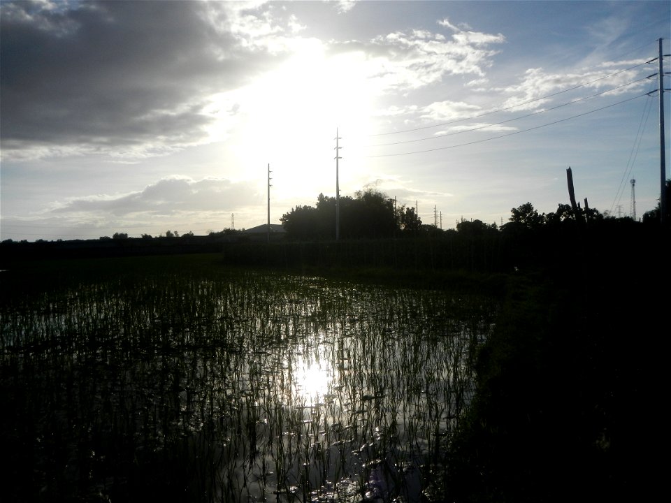 Paddy fields and vegetable (Capsicum annuum var. longum, Okra, Momordica charantia and Vigna unguiculata subsp. sesquipedalis) plantations in Upig - Bagong Barrio, San Ildefonso, Bulacan Barangays Upi