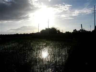 Paddy fields and vegetable (Capsicum annuum var. longum, Okra, Momordica charantia and Vigna unguiculata subsp. sesquipedalis) plantations in Upig - Bagong Barrio, San Ildefonso, Bulacan Barangays Upi