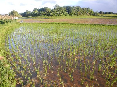 Paddy fields and vegetable (Capsicum annuum var. longum, Okra, Momordica charantia and Vigna unguiculata subsp. sesquipedalis) plantations in Upig - Bagong Barrio, San Ildefonso, Bulacan Barangays Upi
