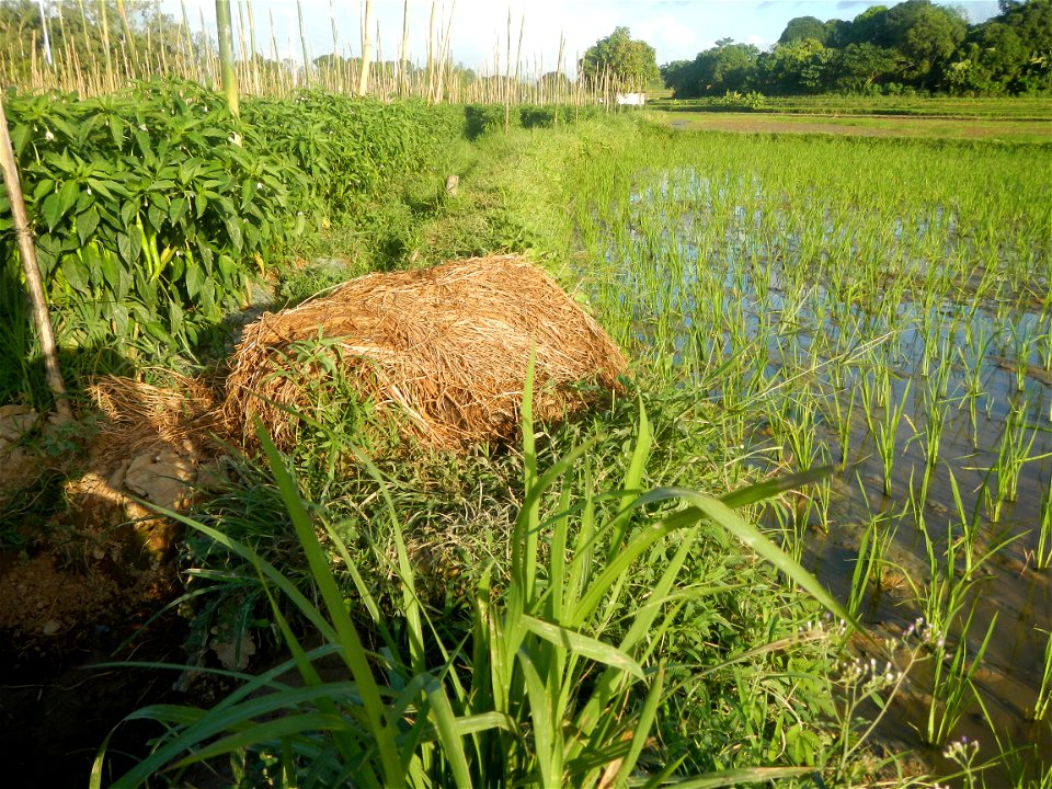 Paddy fields and vegetable (Capsicum annuum var. longum, Okra, Momordica charantia and Vigna unguiculata subsp. sesquipedalis) plantations in Upig - Bagong Barrio, San Ildefonso, Bulacan Barangays Upi