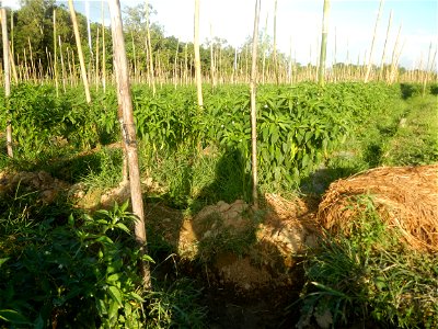 Paddy fields and vegetable (Capsicum annuum var. longum, Okra, Momordica charantia and Vigna unguiculata subsp. sesquipedalis) plantations in Upig - Bagong Barrio, San Ildefonso, Bulacan Barangays Upi