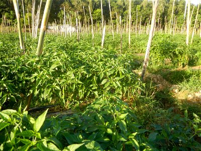 Paddy fields and vegetable (Capsicum annuum var. longum, Okra, Momordica charantia and Vigna unguiculata subsp. sesquipedalis) plantations in Upig - Bagong Barrio, San Ildefonso, Bulacan Barangays Upi