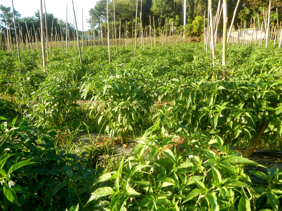 Paddy fields and vegetable (Capsicum annuum var. longum, Okra, Momordica charantia and Vigna unguiculata subsp. sesquipedalis) plantations in Upig - Bagong Barrio, San Ildefonso, Bulacan Barangays Upi