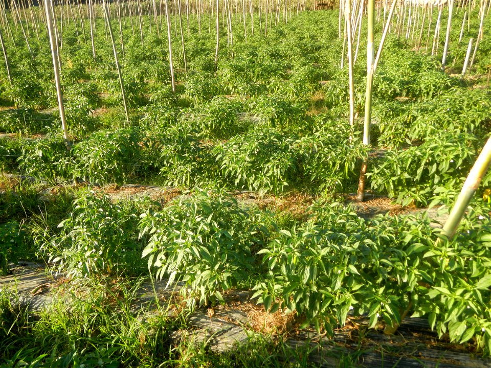 Paddy fields and vegetable (Capsicum annuum var. longum, Okra, Momordica charantia and Vigna unguiculata subsp. sesquipedalis) plantations in Upig - Bagong Barrio, San Ildefonso, Bulacan Barangays Upi