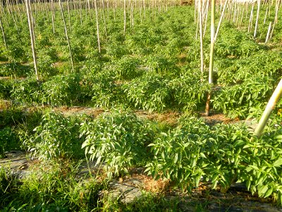 Paddy fields and vegetable (Capsicum annuum var. longum, Okra, Momordica charantia and Vigna unguiculata subsp. sesquipedalis) plantations in Upig - Bagong Barrio, San Ildefonso, Bulacan Barangays Upi